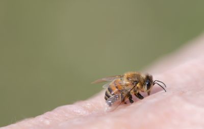 Bee Removal Service
