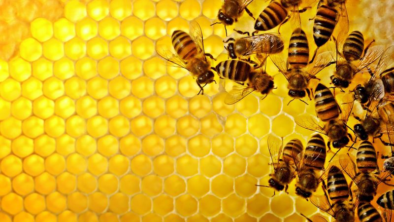 Bee Removal Service Cost — Cost of Bee Removal Service