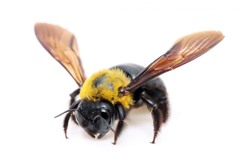 Bee Removal Service Cost — Cost of Bee Removal Service