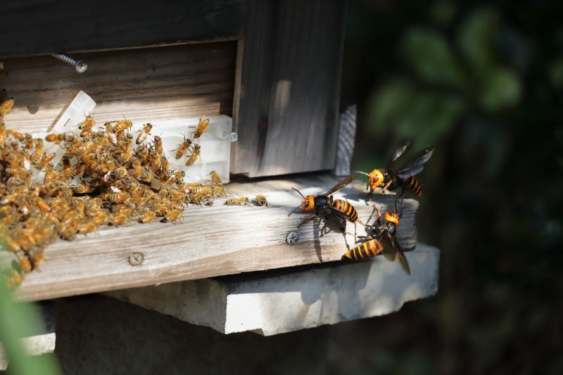 Bee Removal Service Cost — Cost of Bee Removal Service