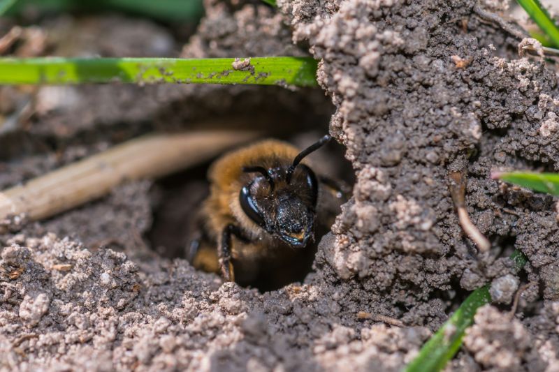 Removing Bees from Attic
