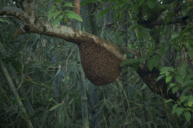 Hive Removal from Tree