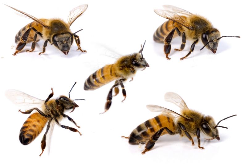 Health And Safety Risks Associated With Bee Infestations