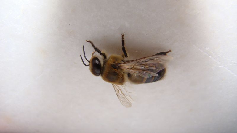 Health And Safety Risks Associated With Bee Infestations