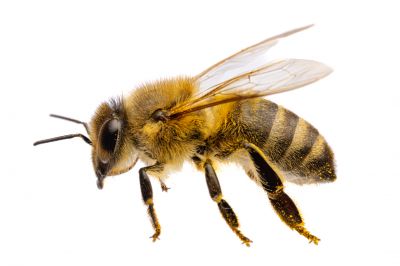 Health And Safety Risks Associated With Bee Infestations