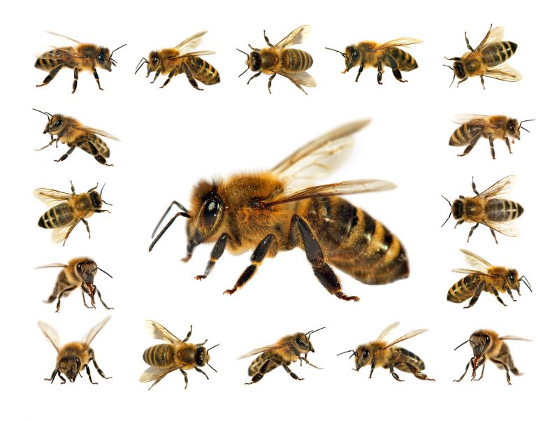 Seasonal Bee Activity And The Best Time For Removal