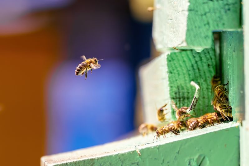 Signs You Have Bees Nesting In Your Home Or Building