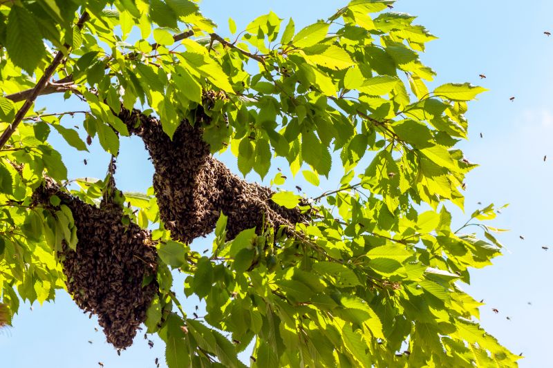 Signs You Have Bees Nesting In Your Home Or Building