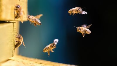 Signs You Have Bees Nesting In Your Home Or Building