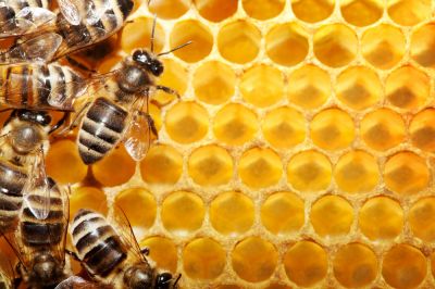 Remove Bees Humanely!