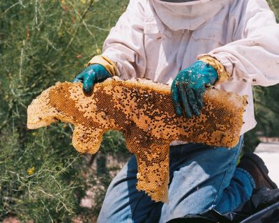 Remove Bees Safely!
